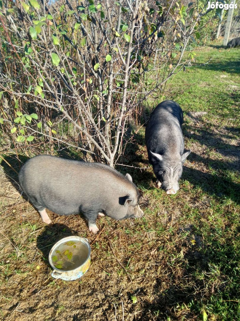 Gyönyörű vietnámi csüngőhasú pár