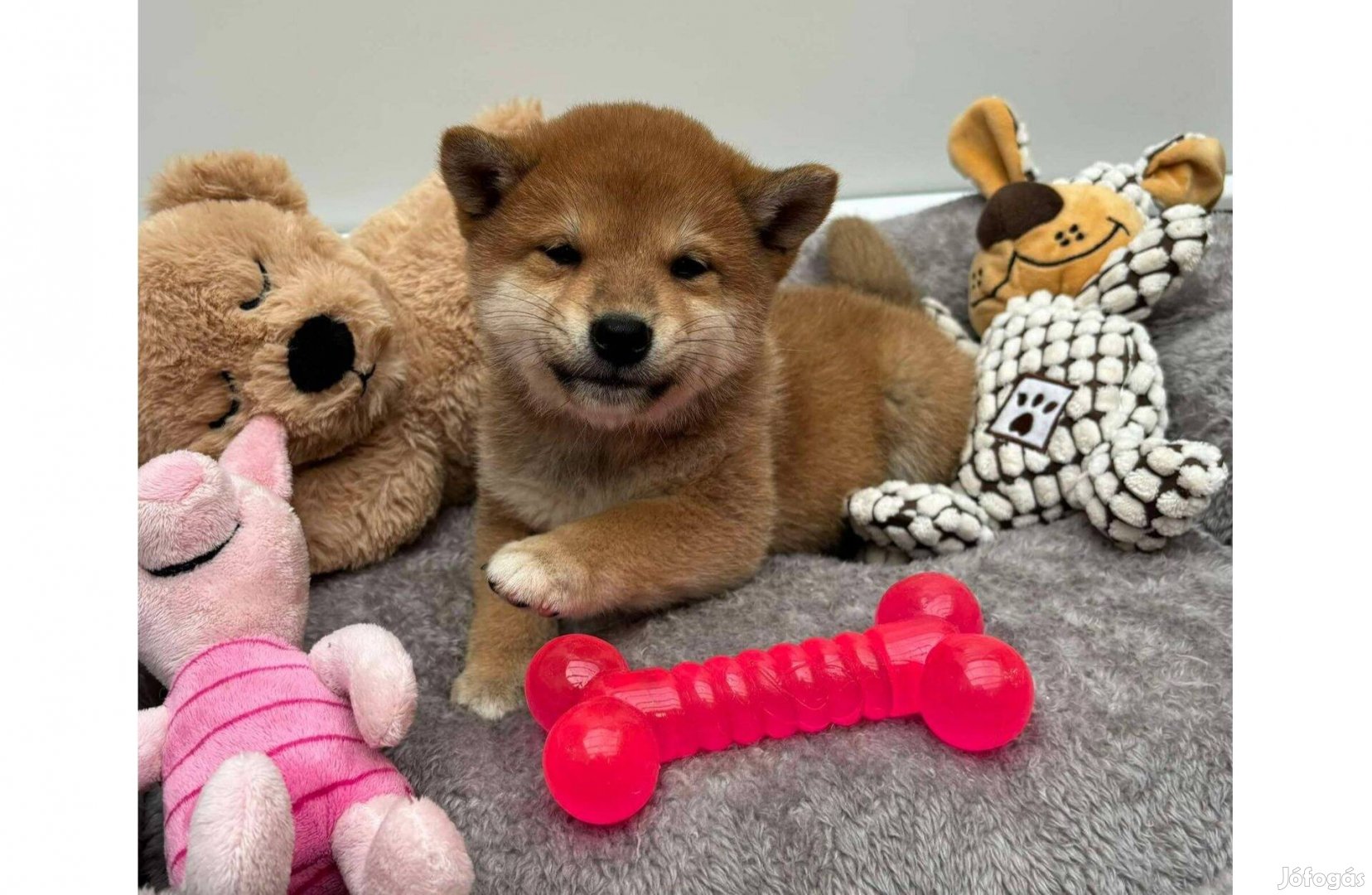 Gyönyörű vörös Shiba inu kisfiú gazdiját keresi