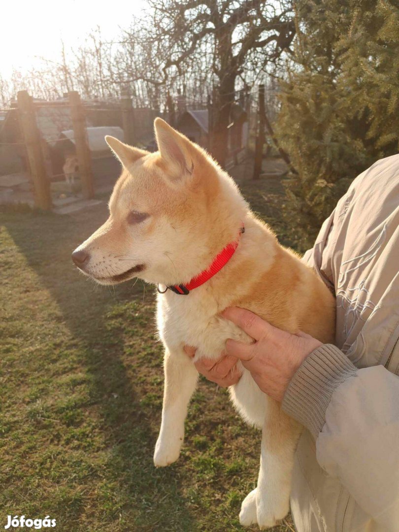 Gyönyörű vörös nagybundás törzskönyvezett Shiba inu kiskutyák