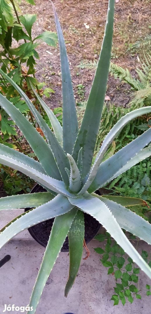 Gyönyörűen kinevelt egészséges kb.10 éves Aloe Vera