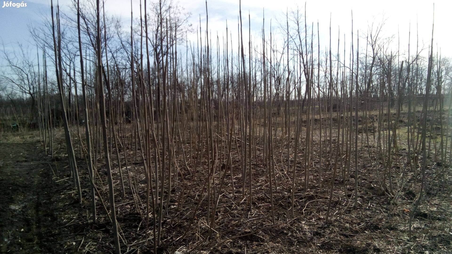 Gyorsan növő Kínai Császár fa