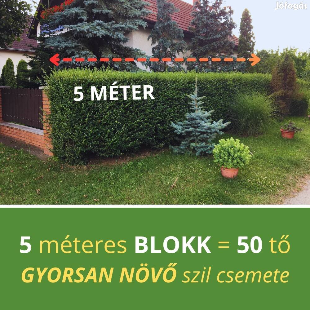 Gyorsan növő szil blokk (5 méterre)