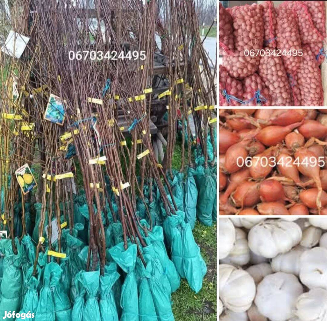 Gyülcsfa csemete, és vetőburgonya