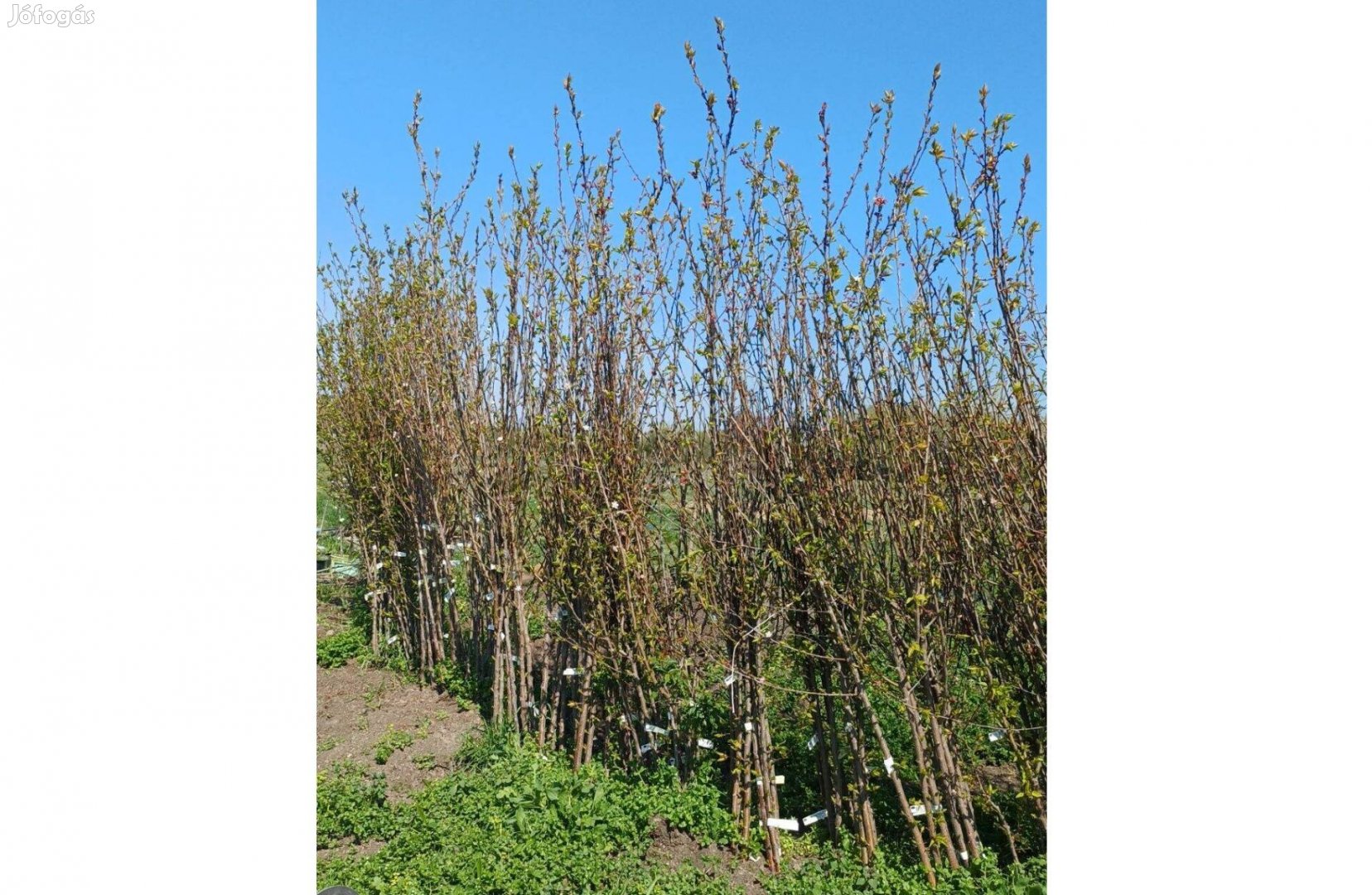 Gyümölcsfa oltványok