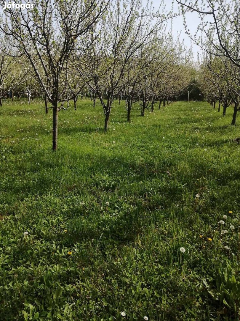 Gyümölcsös présházzal, pincével eladó