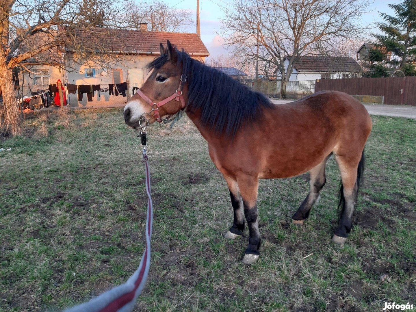 Haflingi félvér hobby ló