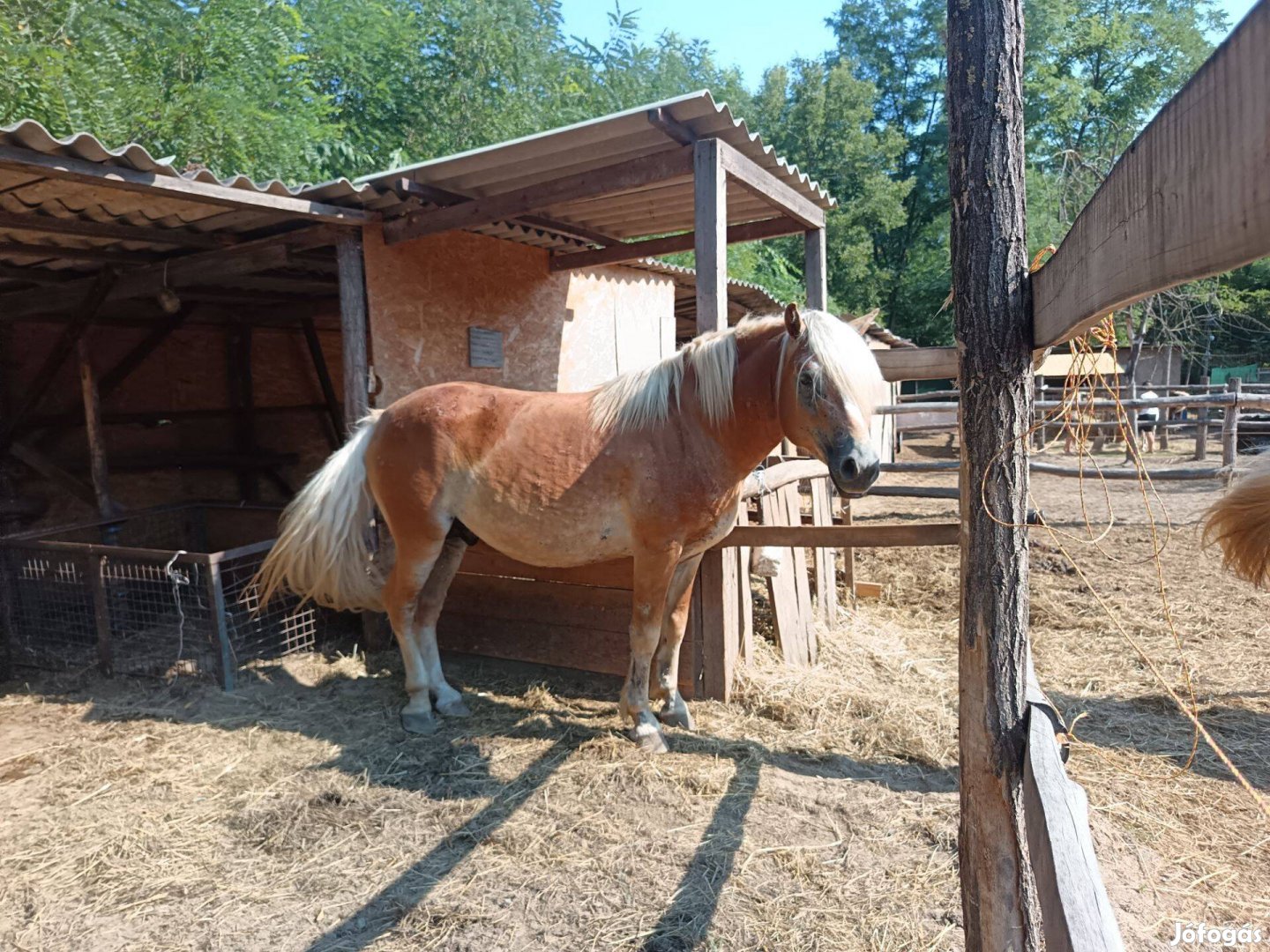 Haflingi tisztavérű utleves csődör csikó