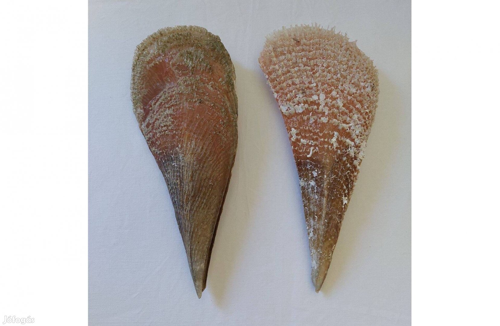 Hagyatékból 2 db nagyméretű hatalmas méretű sonkakagyló
