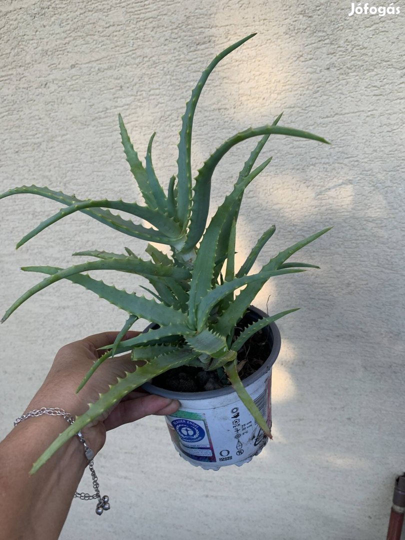 Hagyományos aloevera Gyógynövény