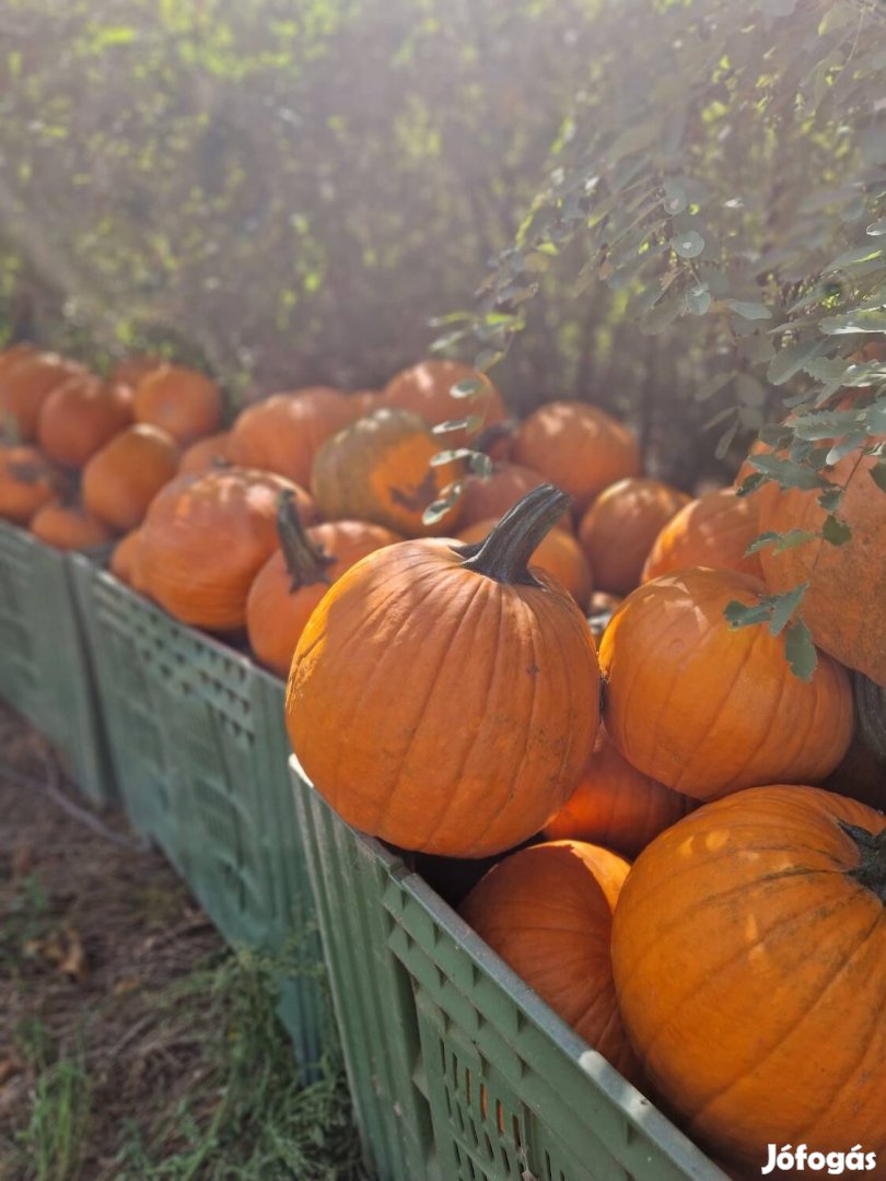 Halloween tök