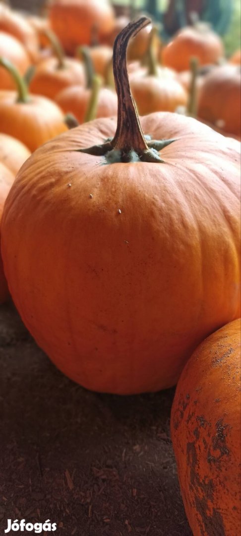 Halloween tök,Dekoráció, 