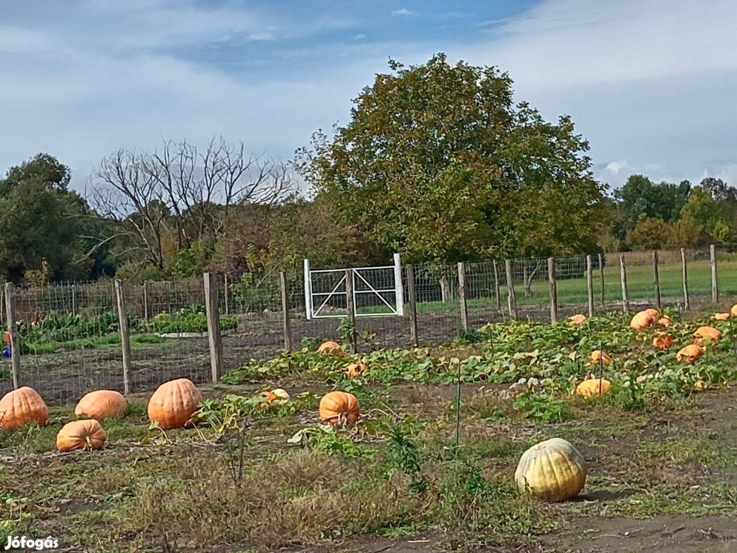 Halloween tök Eladó