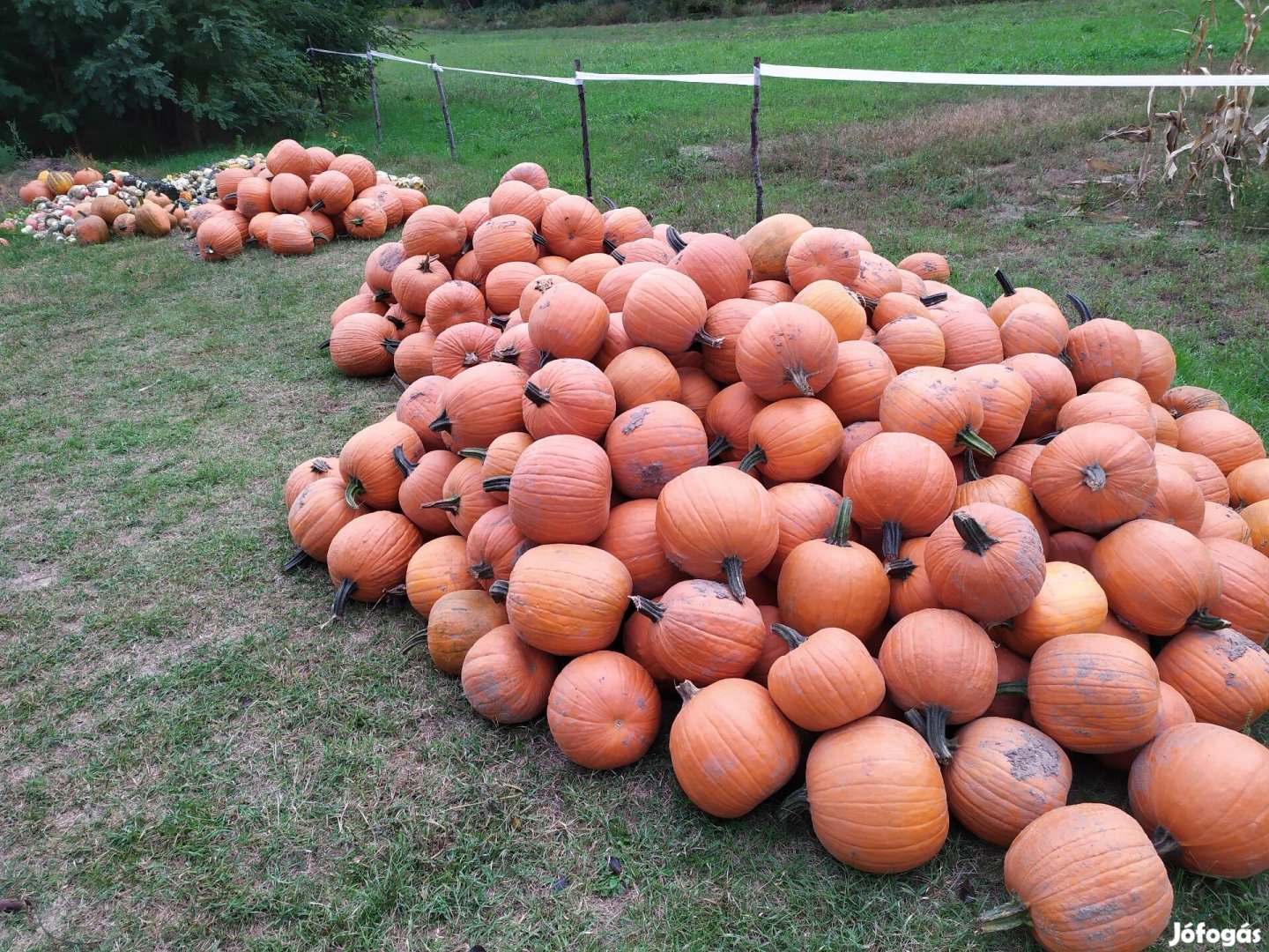 Halloween tök, dísztök