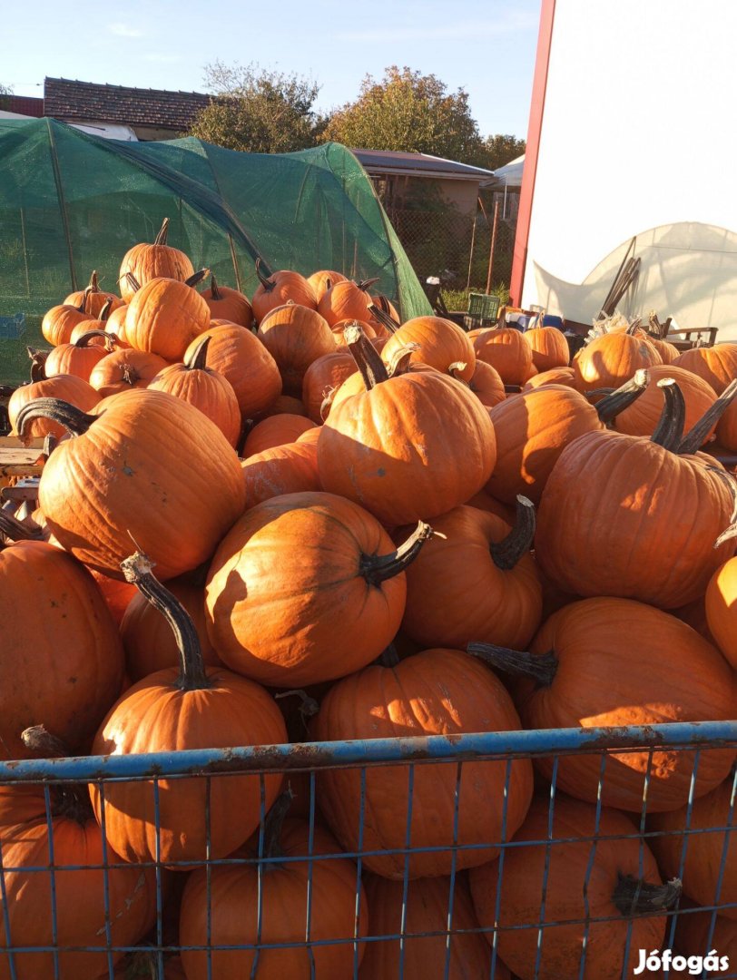 Halloween tök eladó