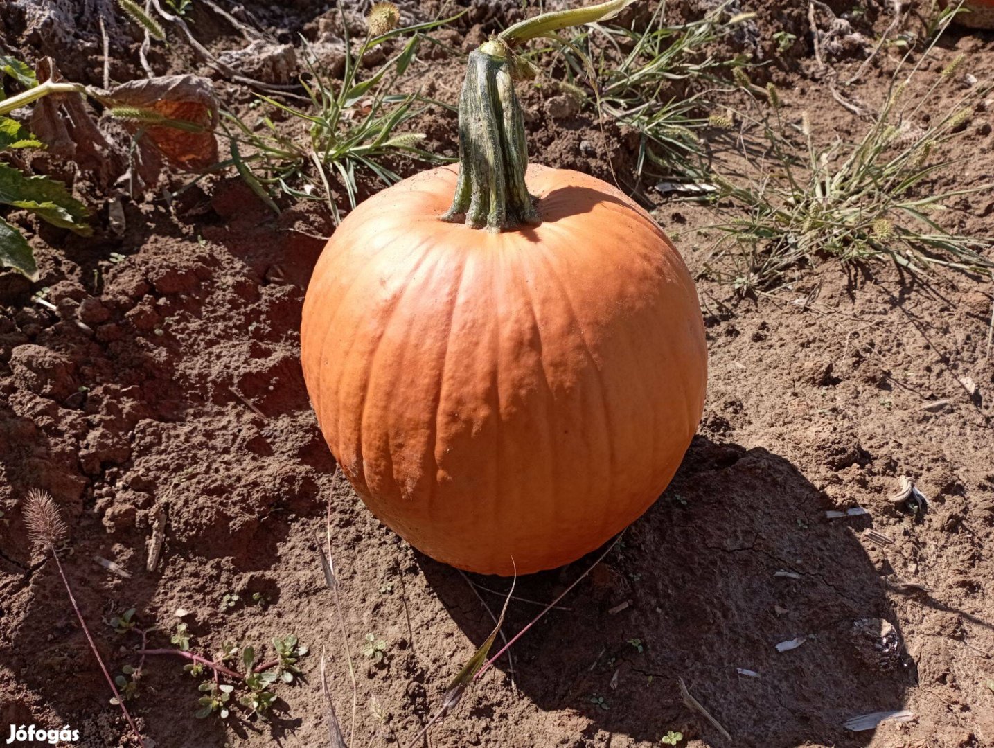 Halloween tök,eladó!