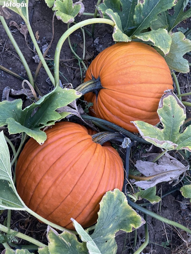 Halloween tök kis és nagy tételben