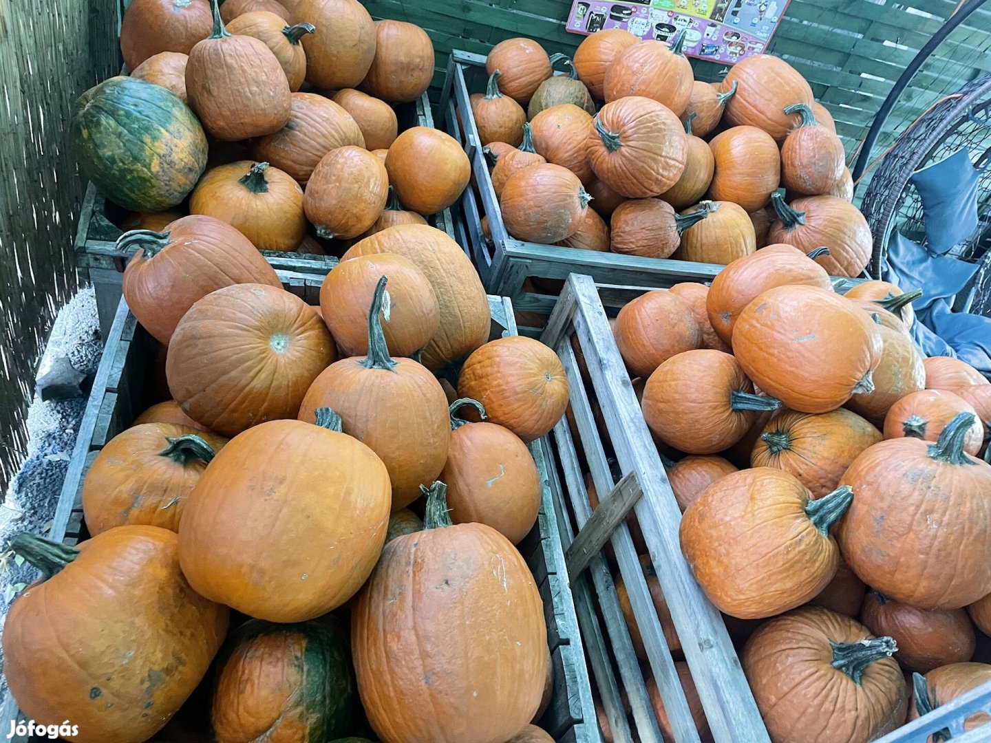 Haloween tök kis és nagy tételben 