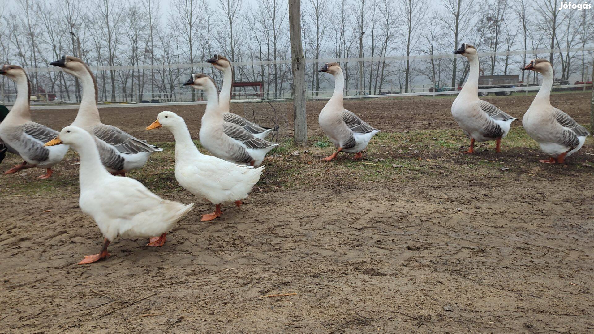 Hamburgi pettyes kakasok, pulyka kakasok, bütykös lúd eladó