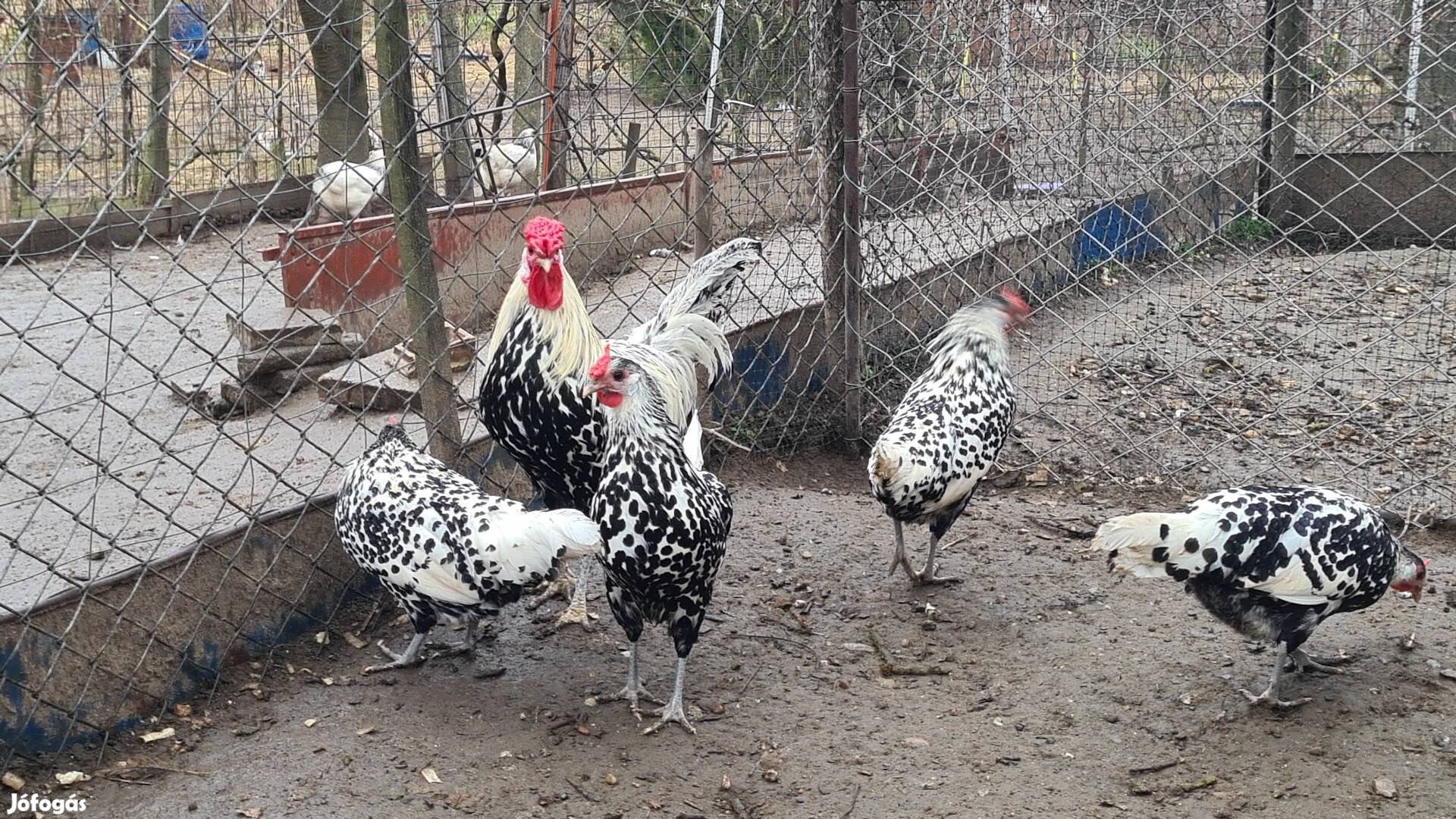 Hamburgi pettyes keltető tojás!