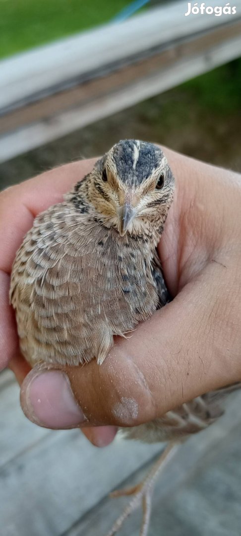 Harlekin fürj Harlequin fürj pár