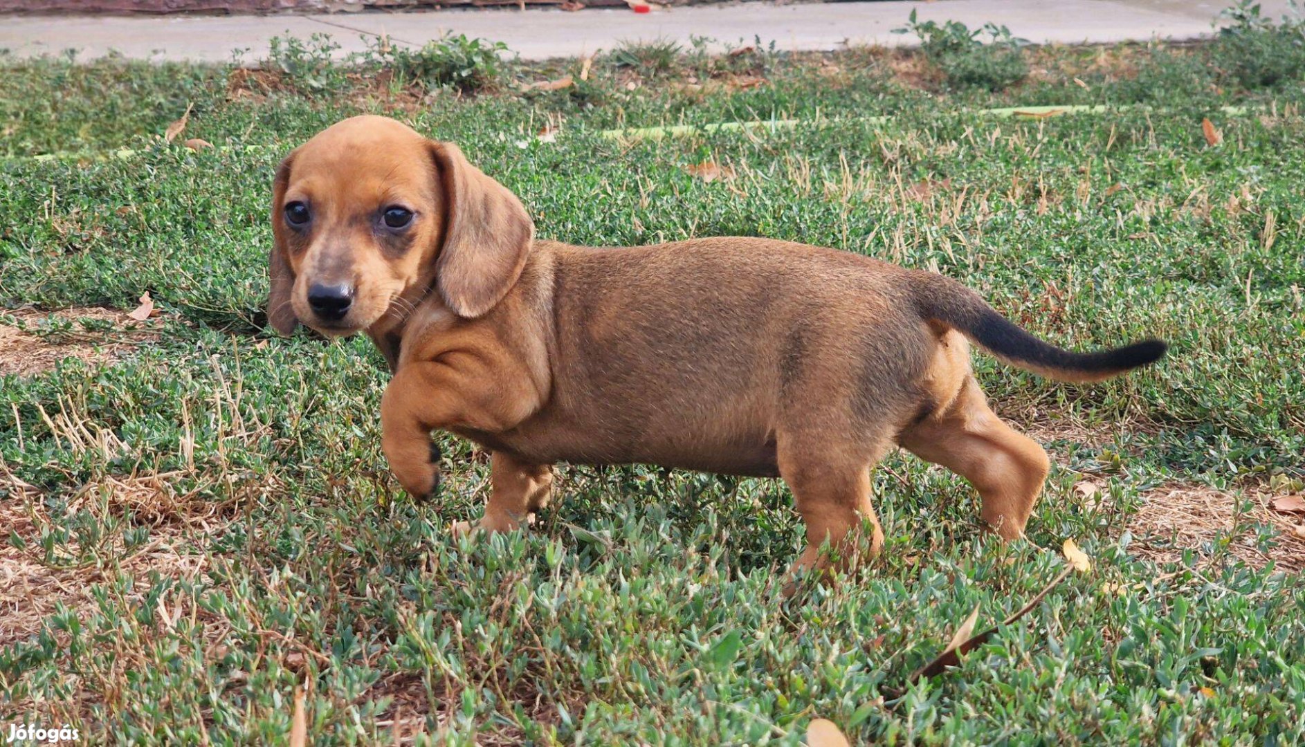 Harlekin tacskó kislányok