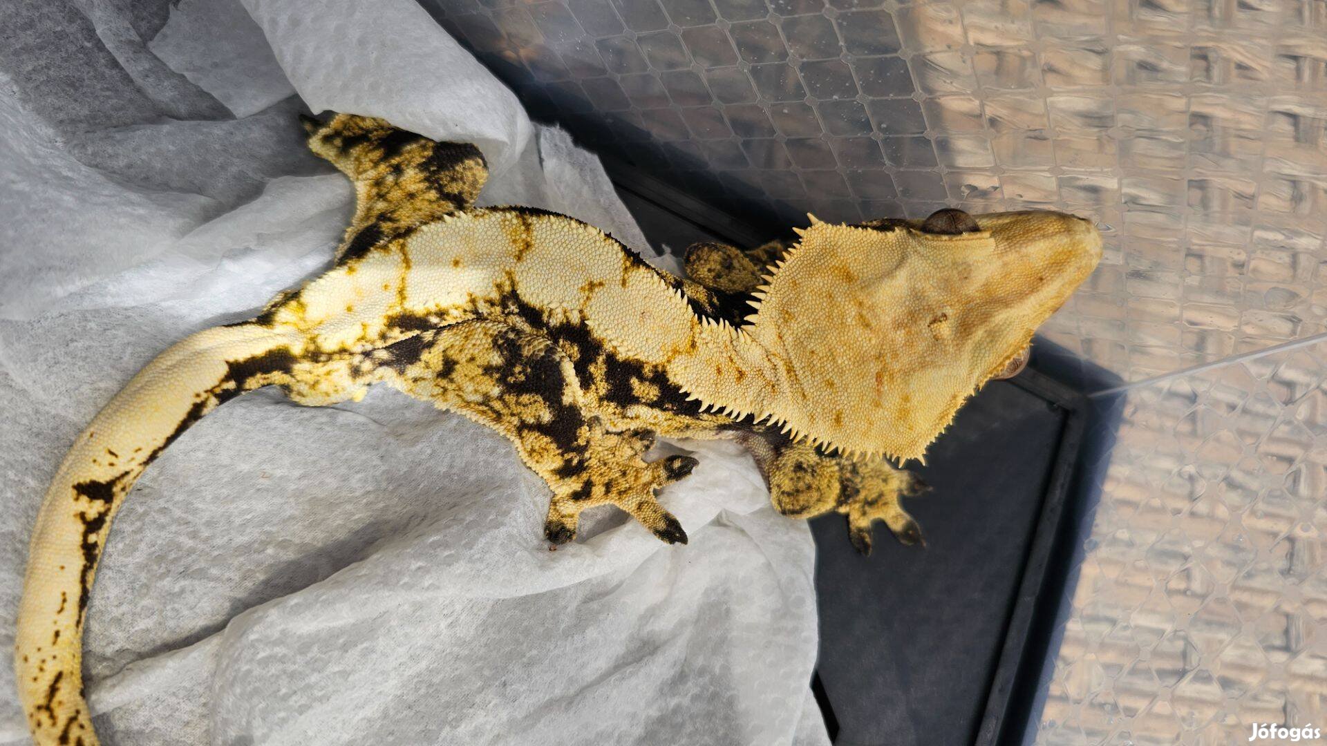 Harlequin Vitorlásgekkó hím