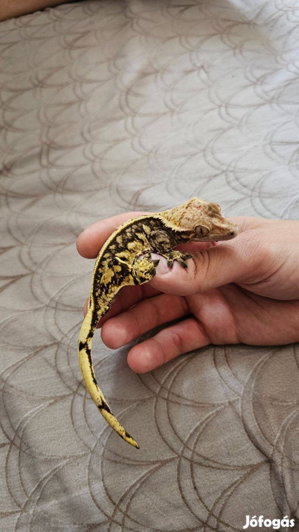 Harlequin Vitorlásgekkó nőstény