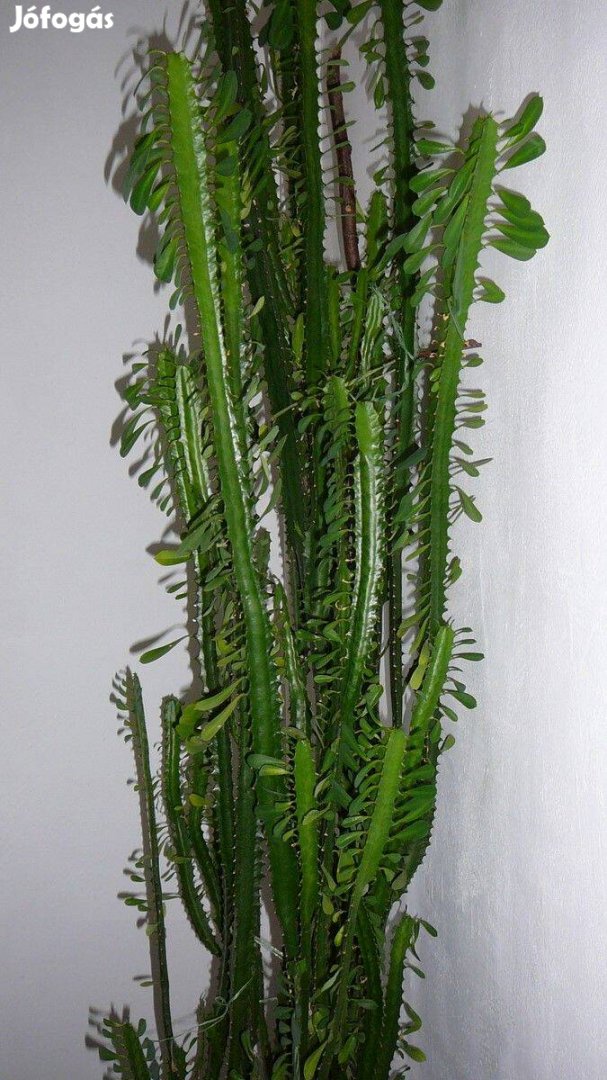 Háromélű kutyatej (Euphorbia trigona) eladó