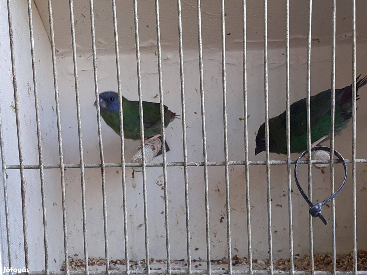 Háromszínű papagájamandina pár