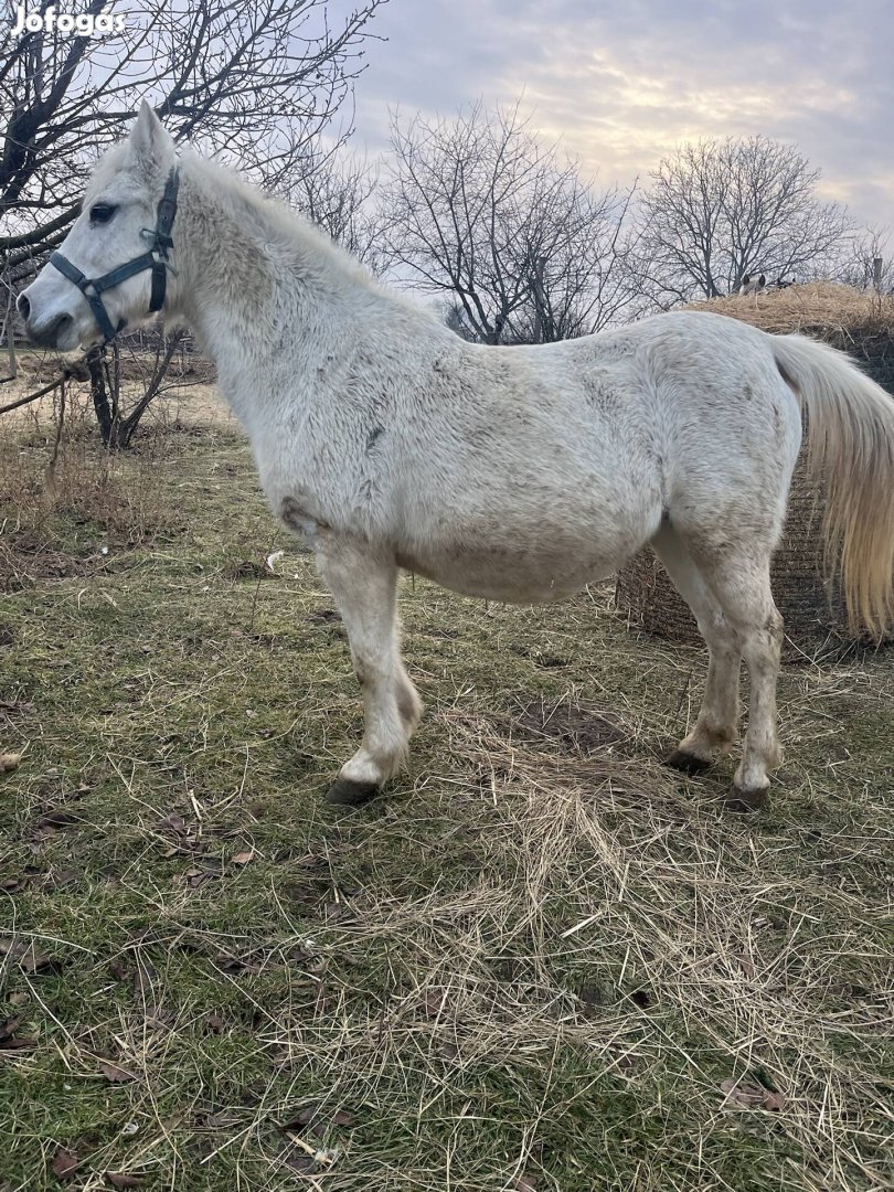 Hasas kanca poni 