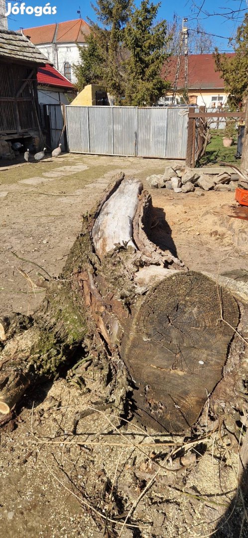 Haszon Fa Japán akác Eladó!