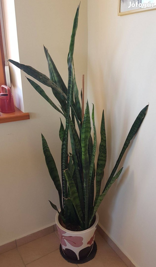 Hatalmas ( 150+ cm ! ), dús anyósnyelv ( Sansevieria )