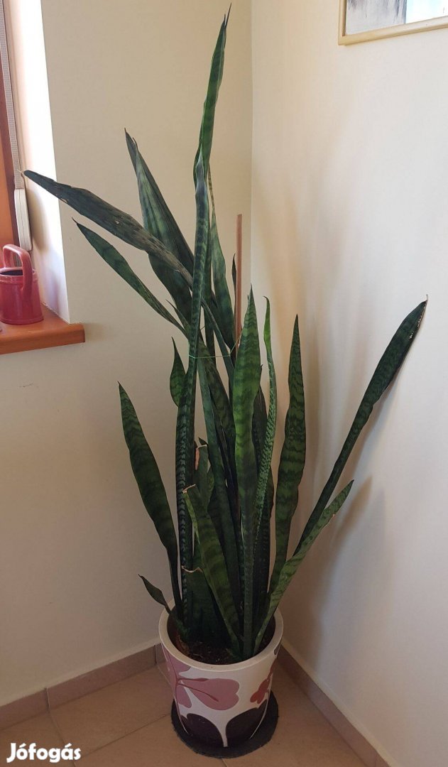 Hatalmas ( 150+ cm ! ), dús anyósnyelv ( Sansevieria )