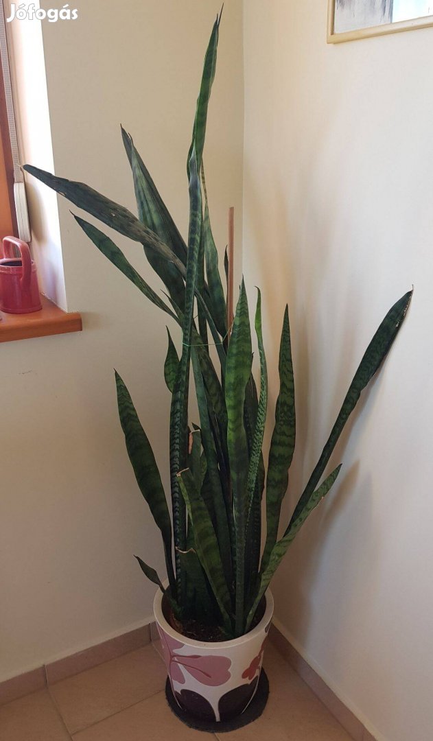 Hatalmas ( 150+ cm ! ), dús anyósnyelv ( Sansevieria )