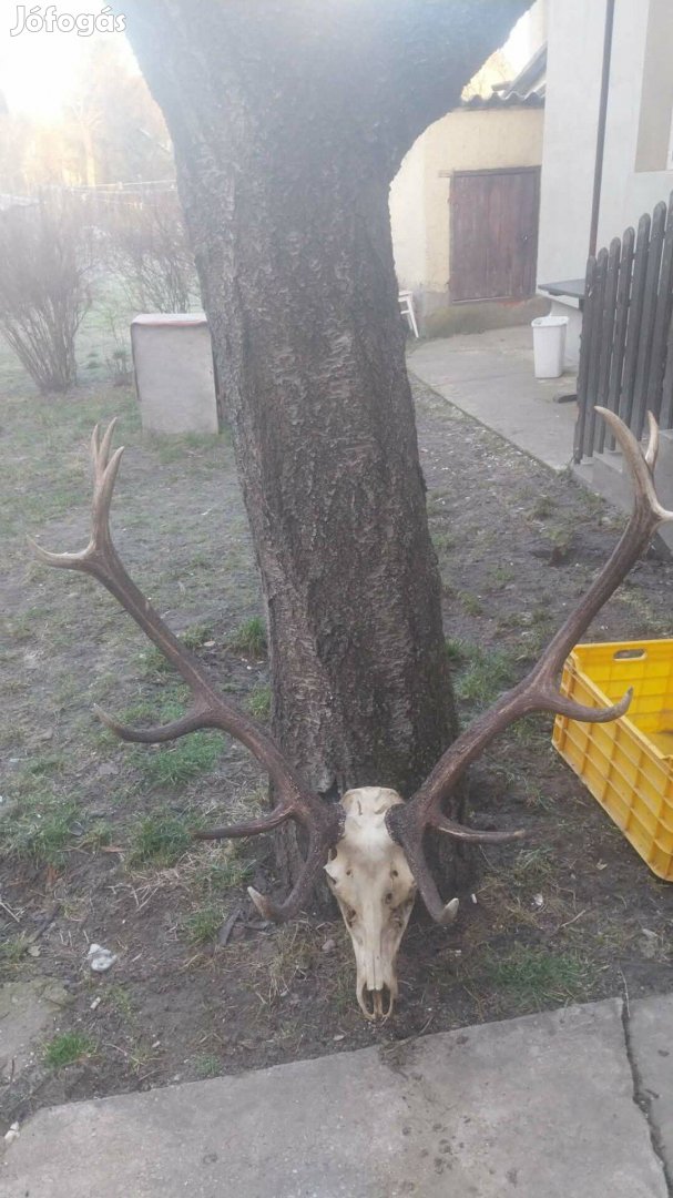 Hatalmas agancstrofea