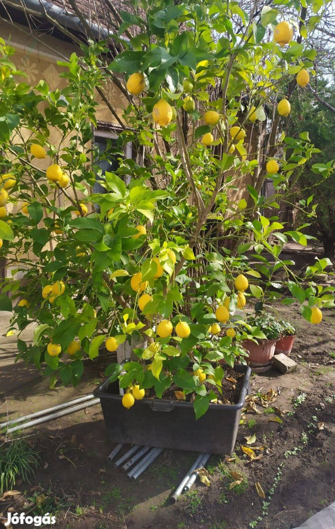 Hatalmas citromfa