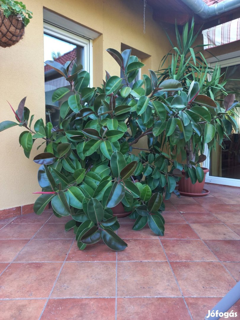 Hatalmas szobafikusz - Ficus Elastica 'Robusta'