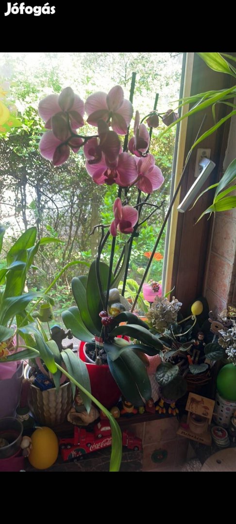 Hatalmas virágú orchidea eladó 