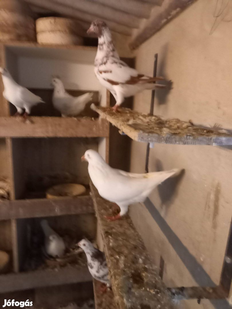 Hauben és texán galambok eladó