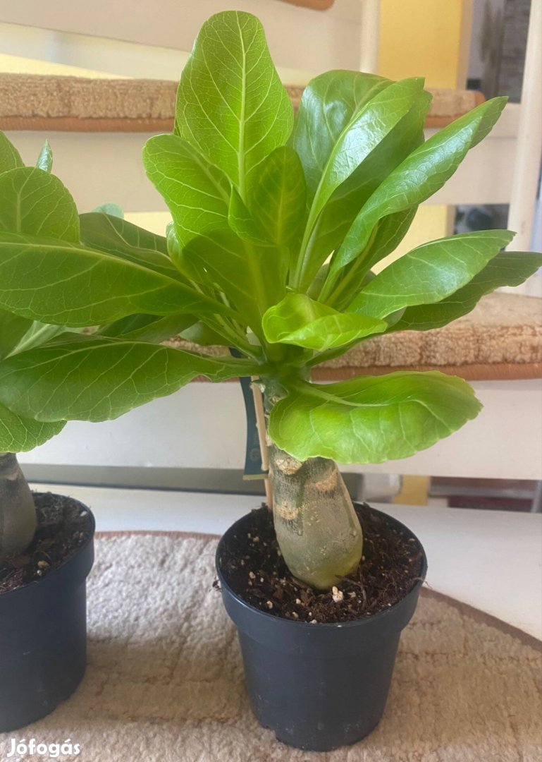 Hawaii Pálma