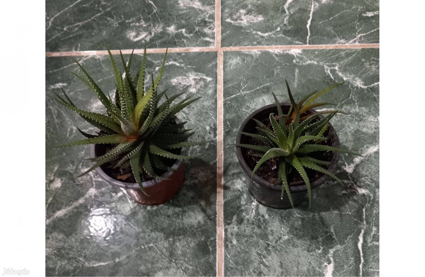 Haworthia Care pozsgás növényke 10 cm magas