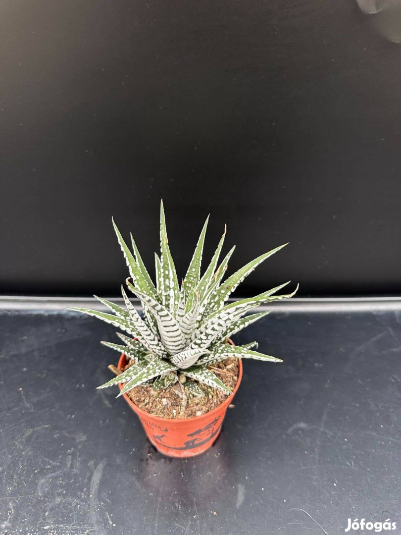 Haworthia big band