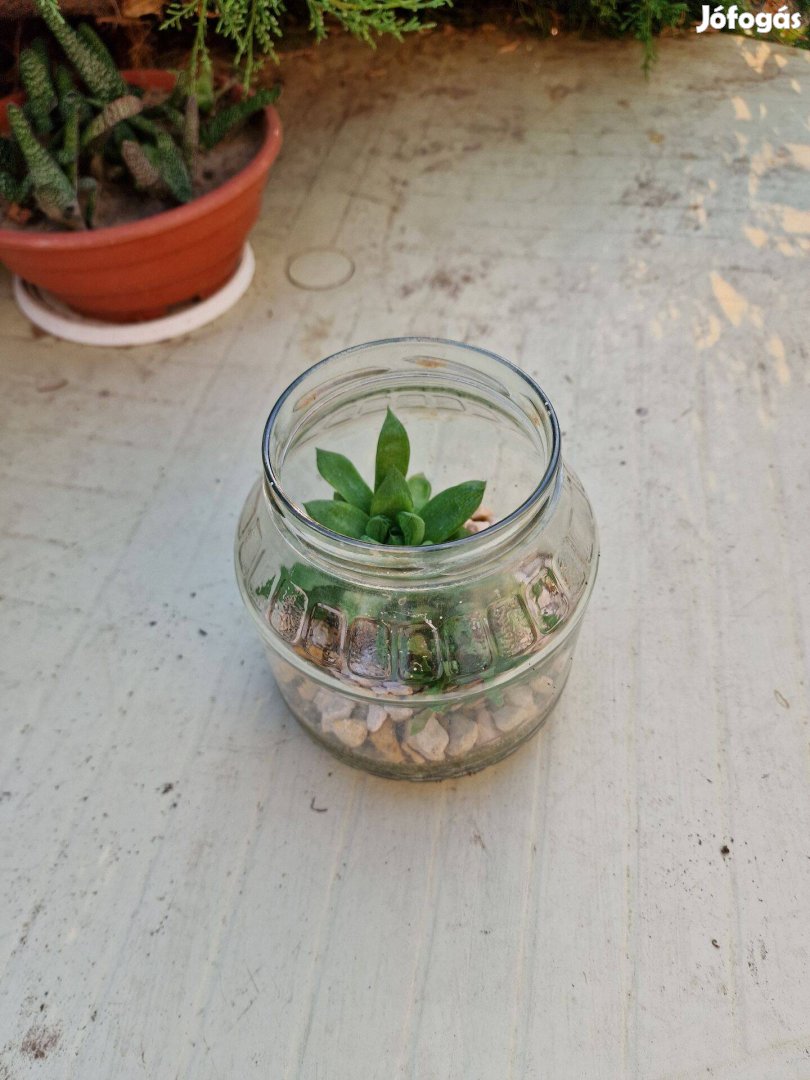 Haworthia cymbiformis (Csónakos szemölcsliliom) "befőtt"