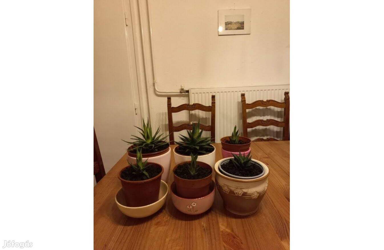 Haworthia szobanövény - a pozsgások hercegnője