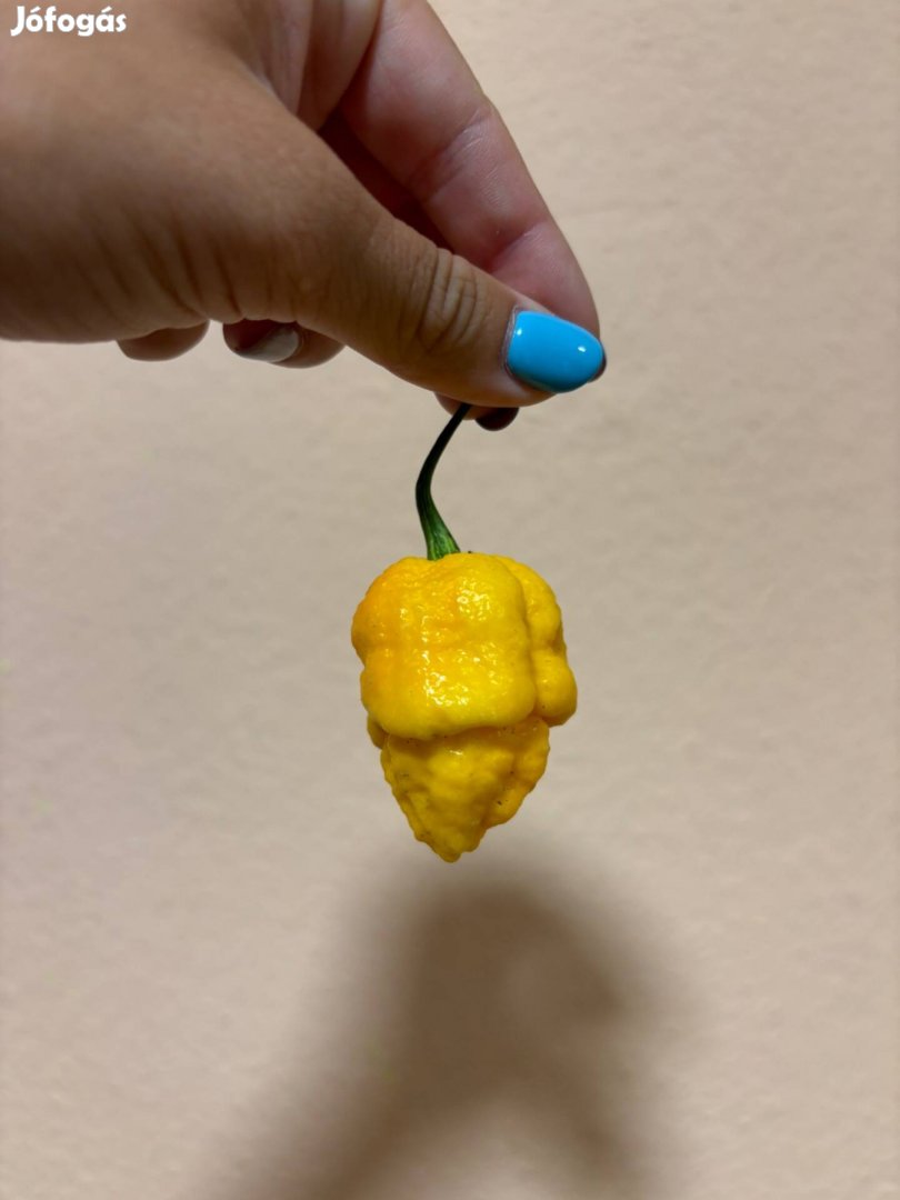 Házi Habanero chilipaprika