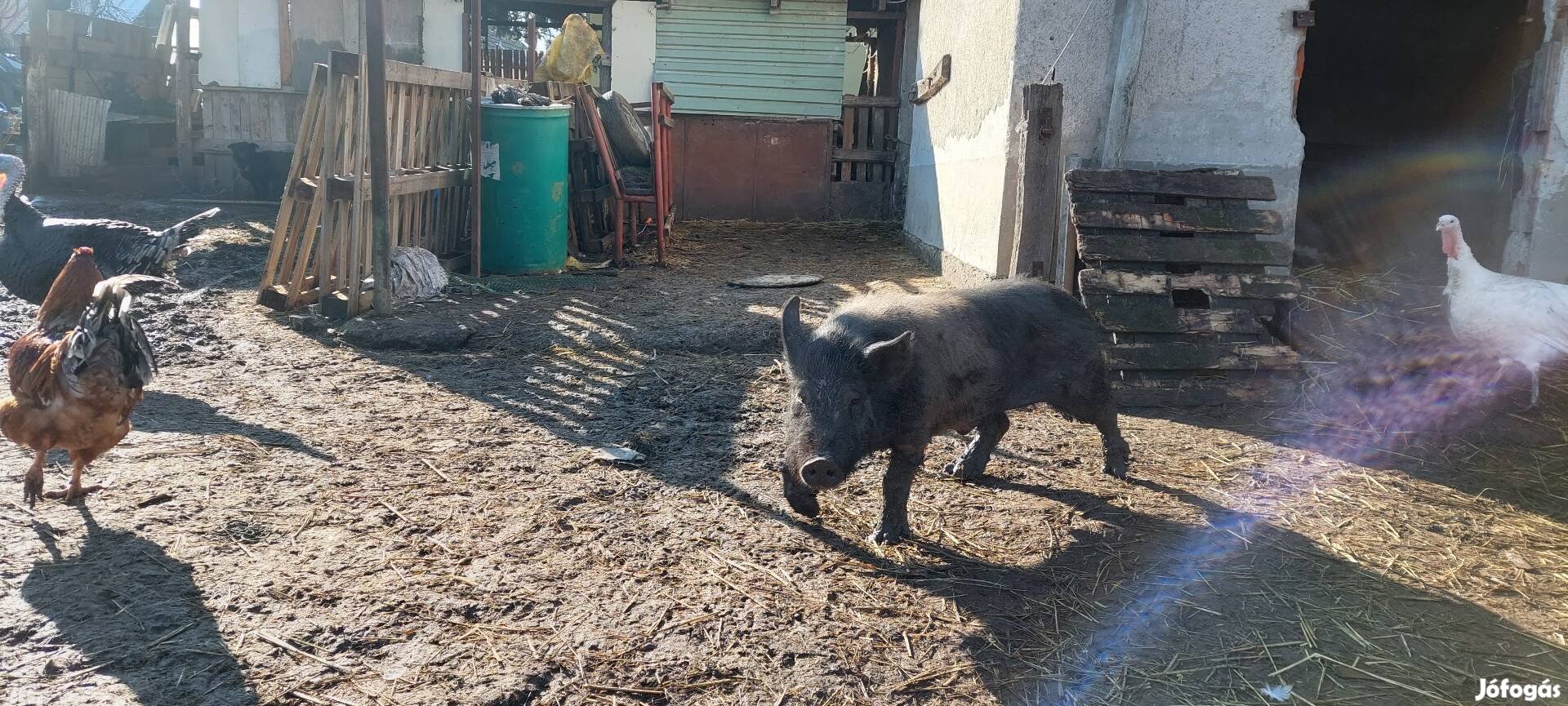 Házi és haszonállat