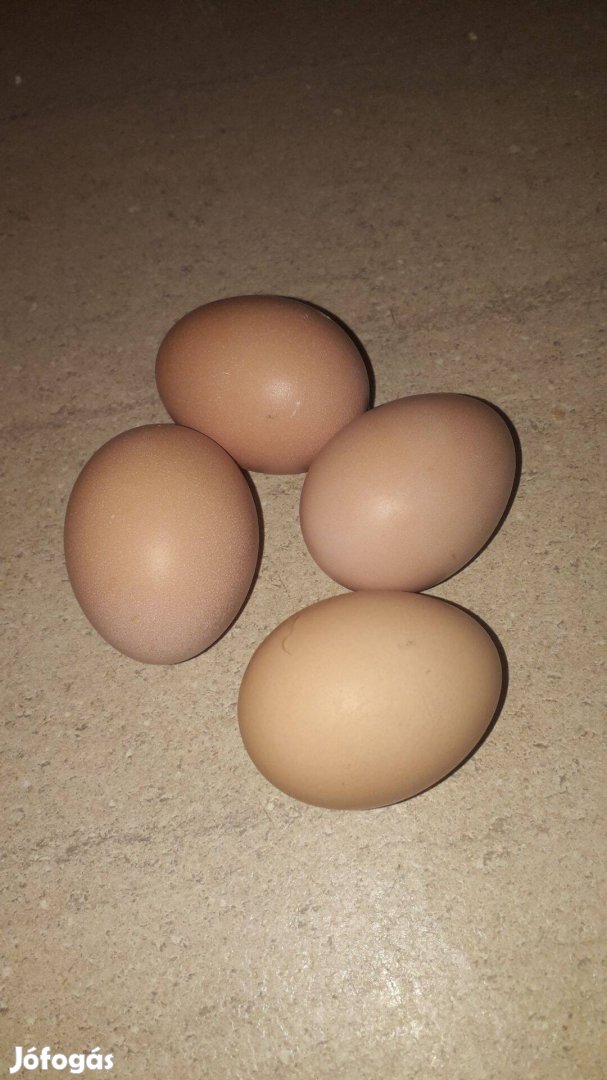 Házi friss tojás eladó