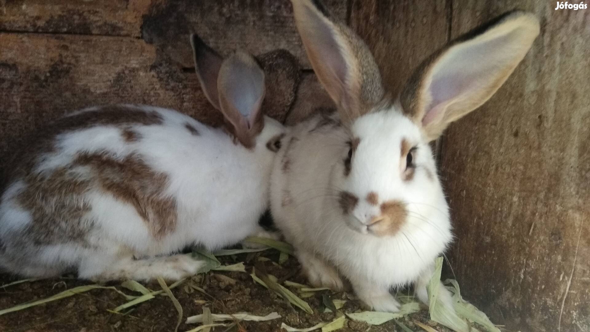 Házi nyúl, élve vagy konyhakészen 