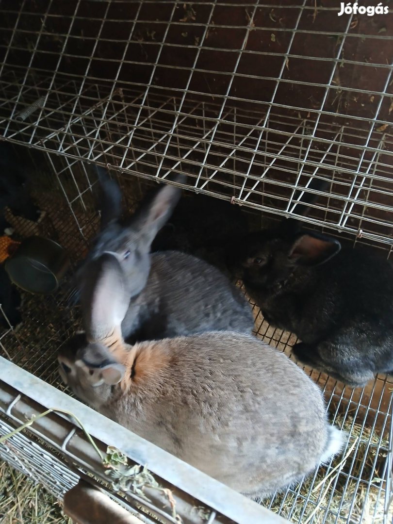 Házi nyúl eladó
