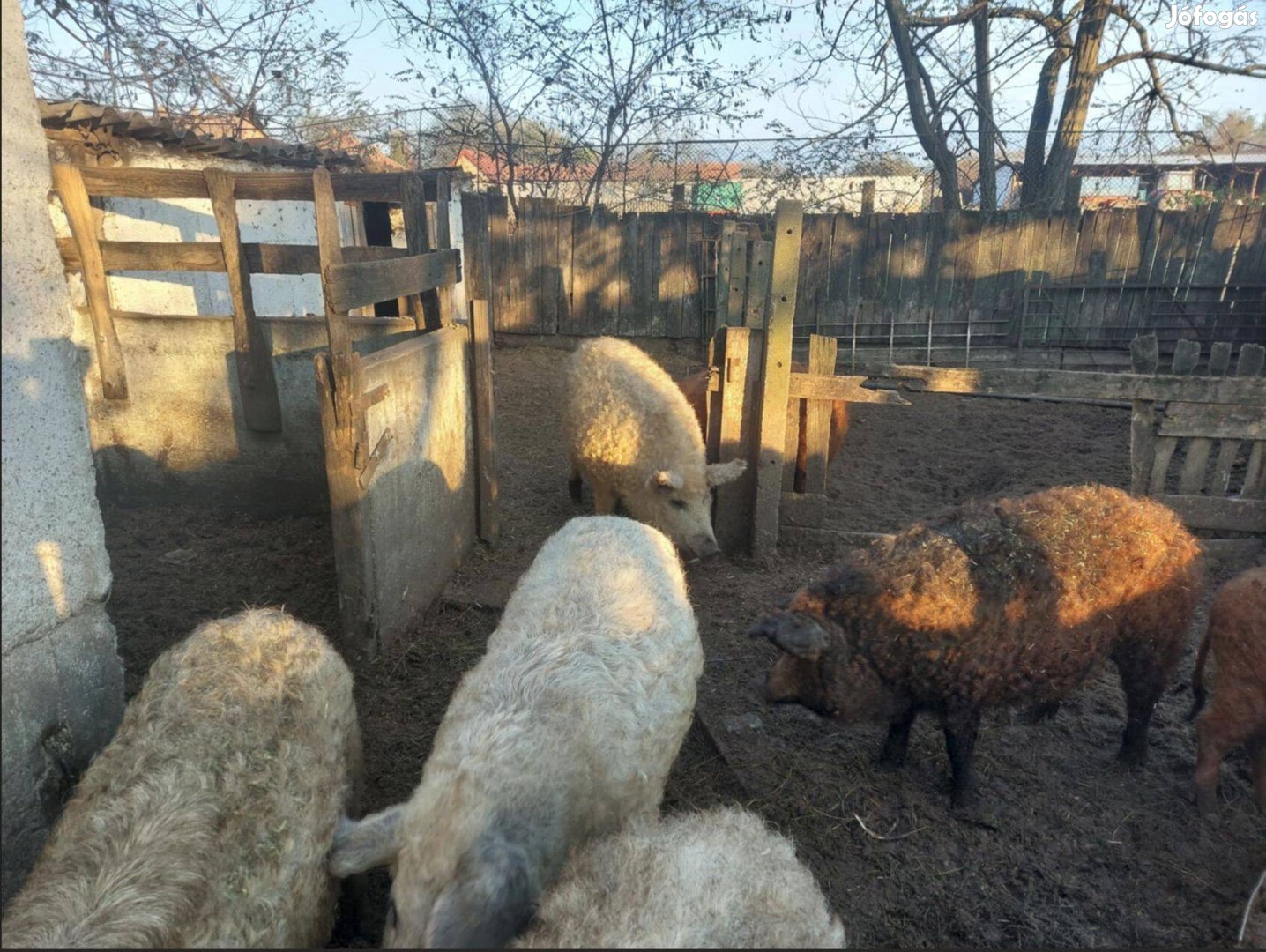 Házi sertés és mangalica